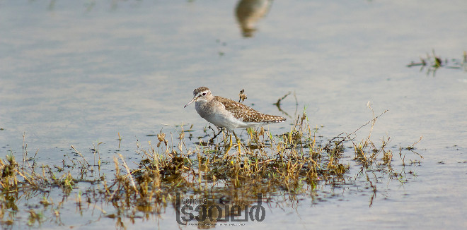 point calimere sand piper